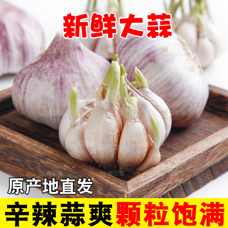白底上的山东大蒜头