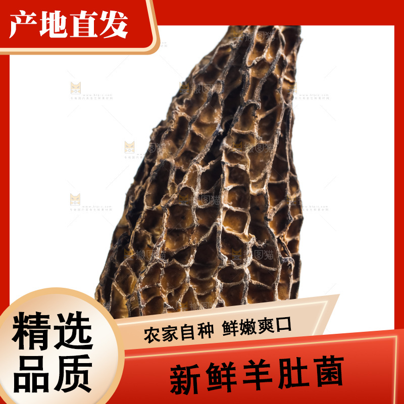 手拿羊肚菌