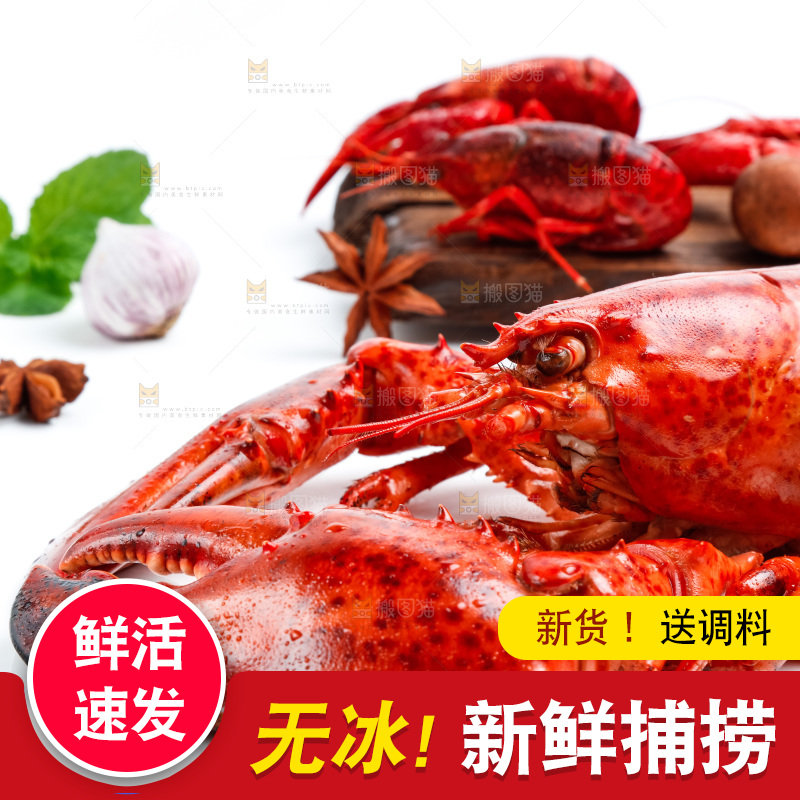 白底上的大龙虾