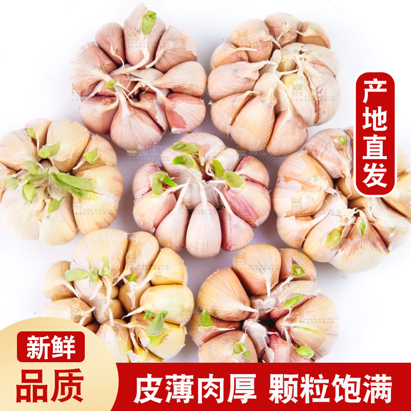 白底上放着紫皮蒜