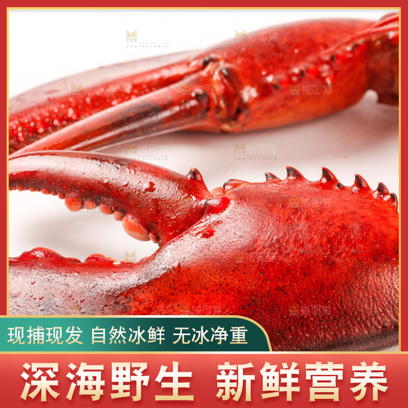 白底上放着澳洲龙虾