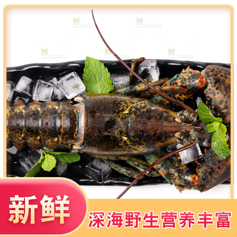 白底上的龙虾