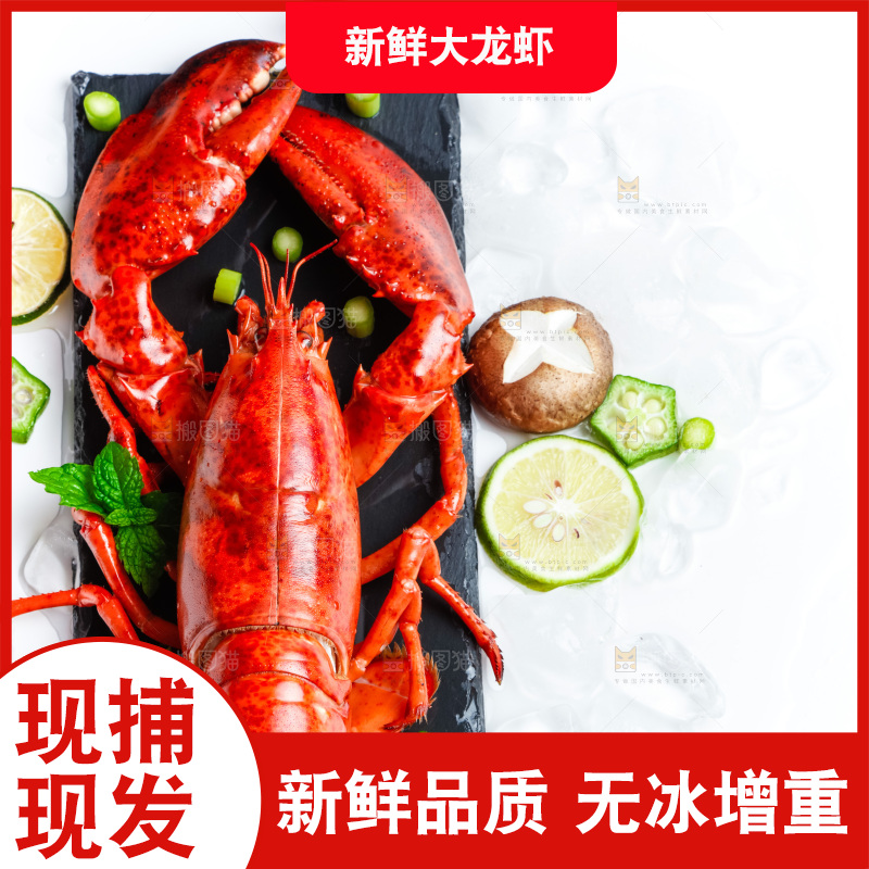 浅底上的澳洲大龙虾
