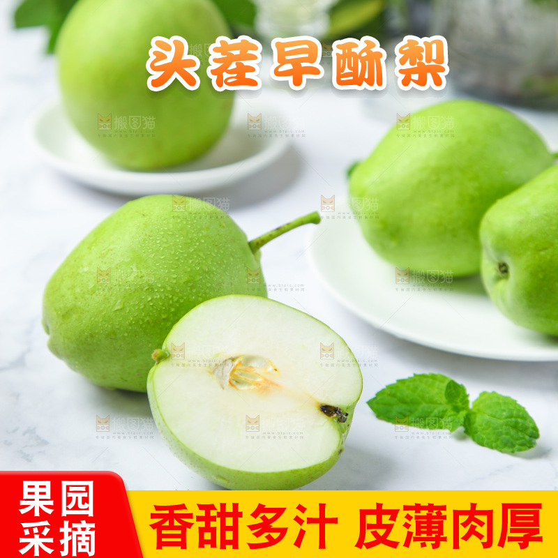 浅底上的早酥梨