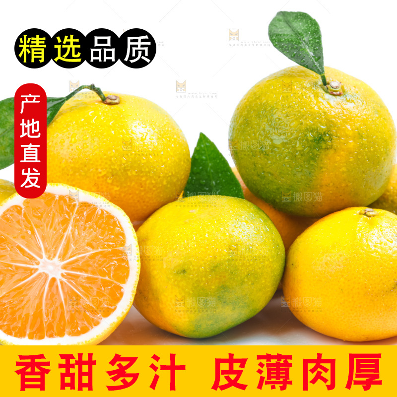 新鲜的青皮蜜橘放在白底上
