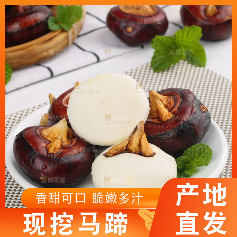 浅底上的马蹄果