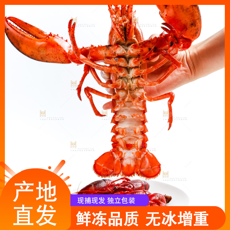 手拿波士顿大龙虾