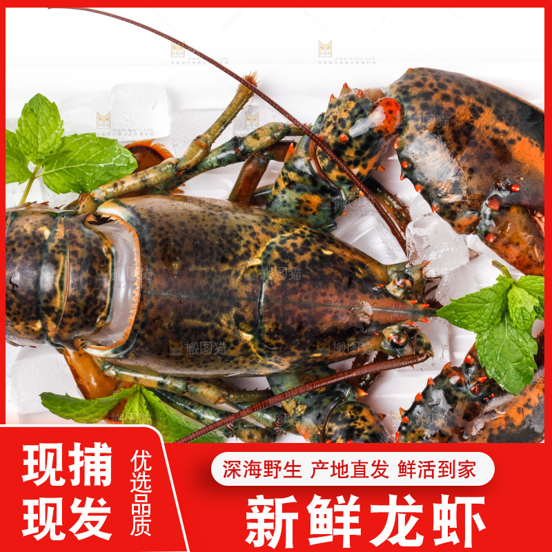 白底上的龙虾