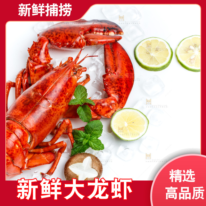 白底上放着澳洲大龙虾