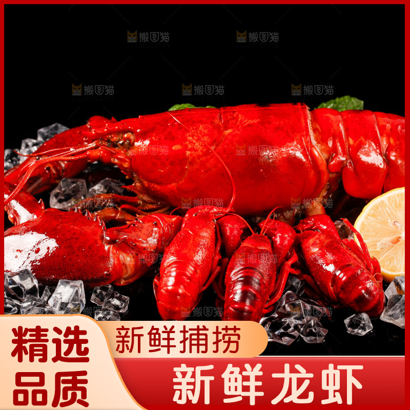 黑底上的澳洲大龙虾