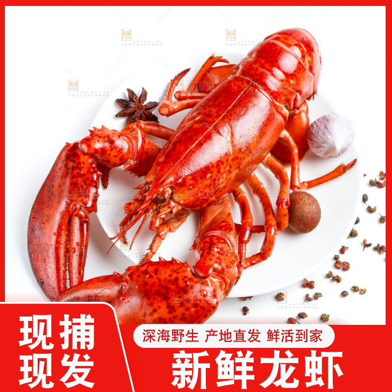 浅底上放着波士顿大龙虾