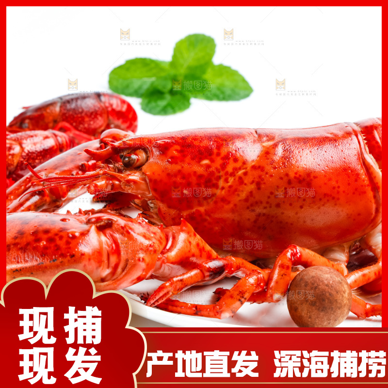 浅底上放着波士顿大龙虾