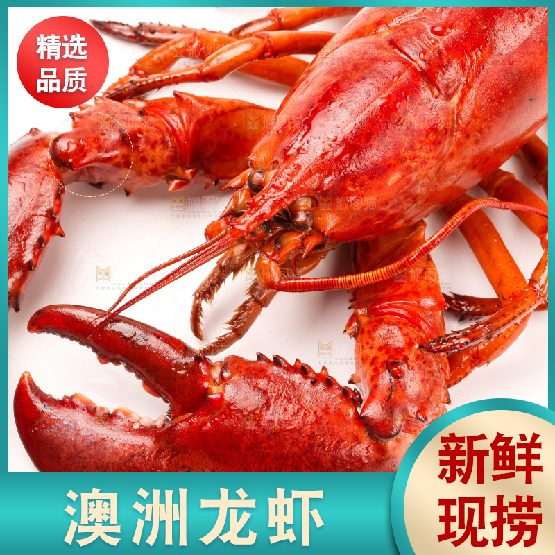 白底上放着澳洲大龙虾