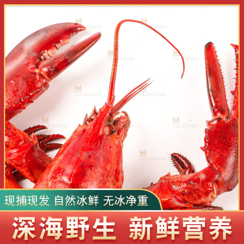 白底上放着澳洲龙虾