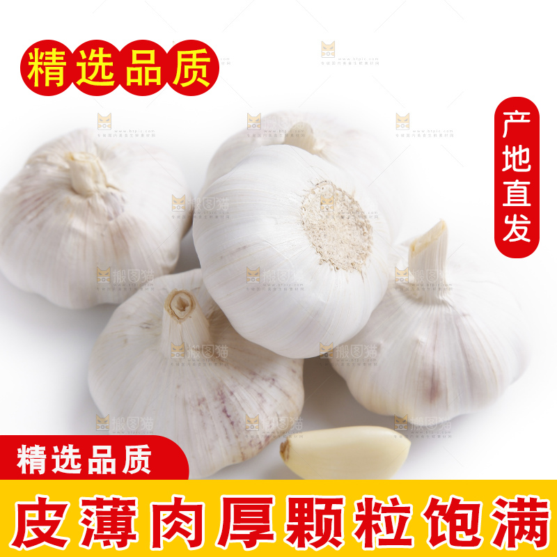 白底上的山东大蒜头