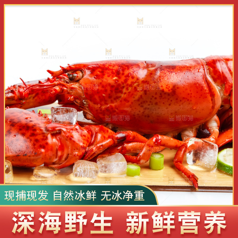 浅底上的澳洲大龙虾