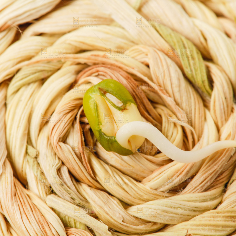 浅底上的绿豆芽