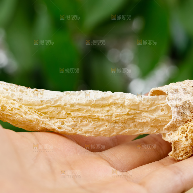手拿古田竹荪