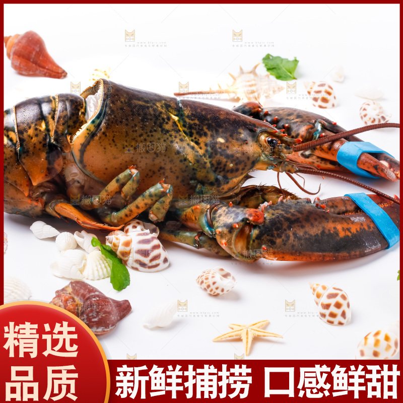 浅底上的澳洲龙虾