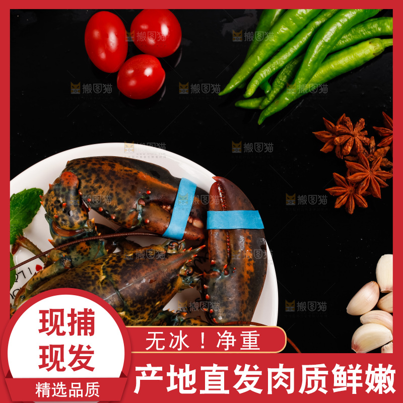 黑底上的波士顿龙虾
