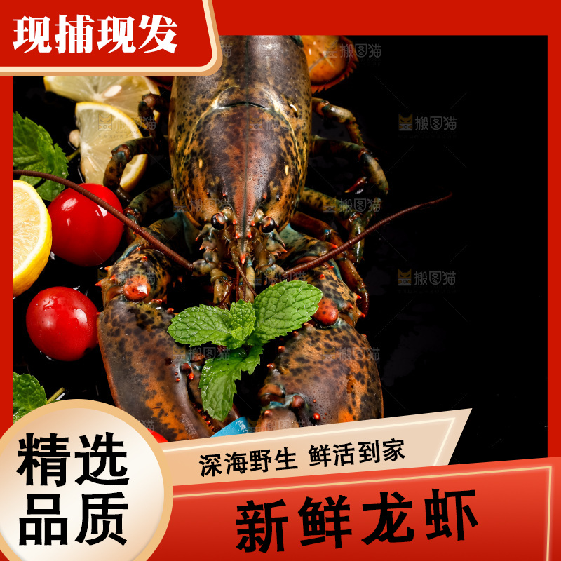深底上放着澳洲龙虾