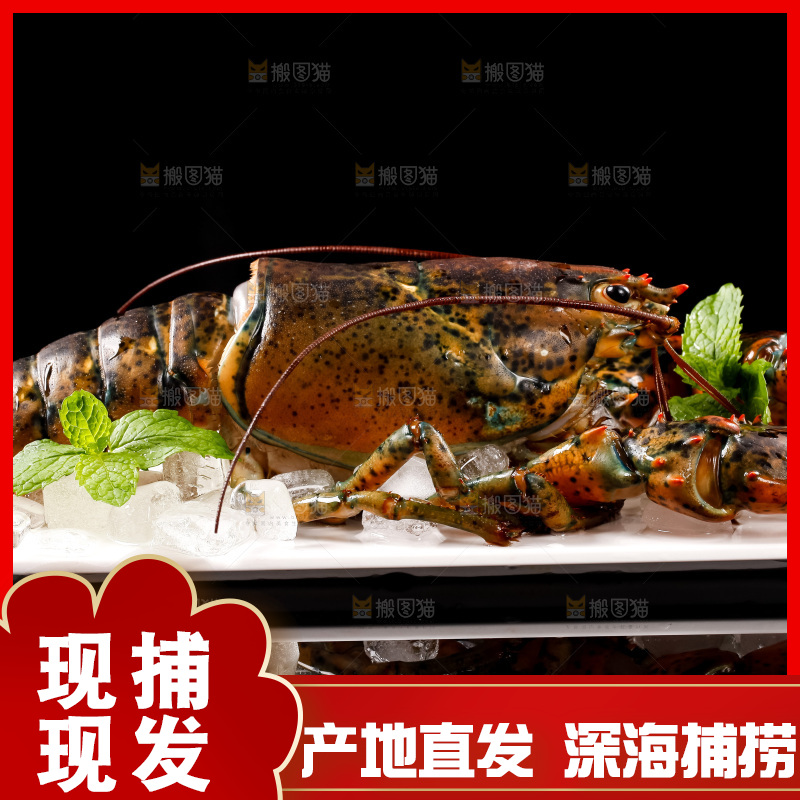 黑底上的澳洲龙虾