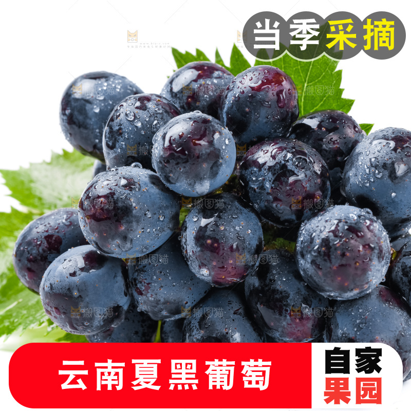 白底上的夏黑葡萄