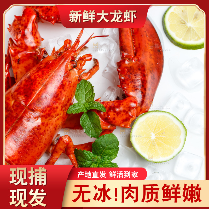 白底上放着澳洲大龙虾