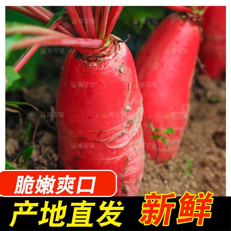 地里种着红萝卜