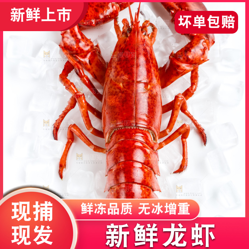 白底上放着澳洲大龙虾