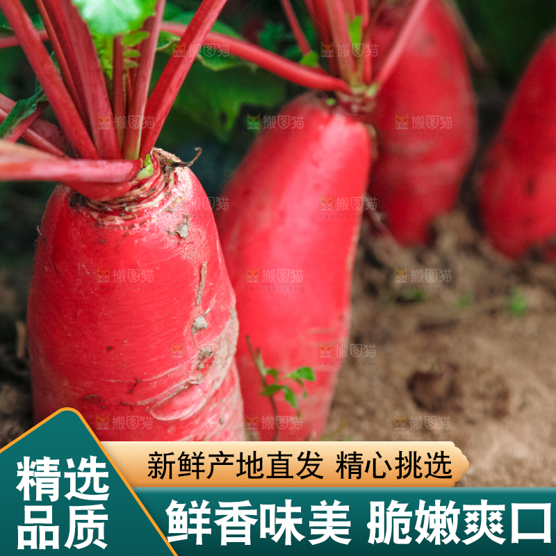 地里种着红萝卜