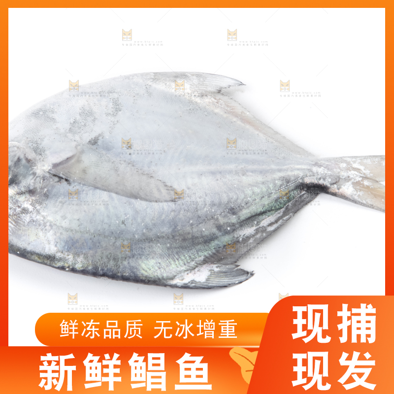 白底上的银鲳鱼