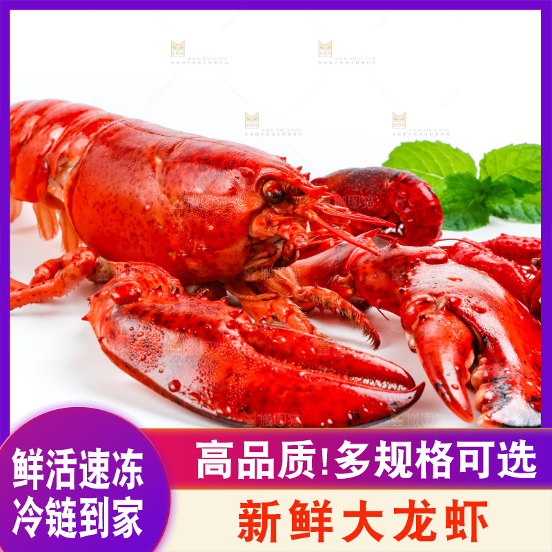 白底上的波士顿大龙虾