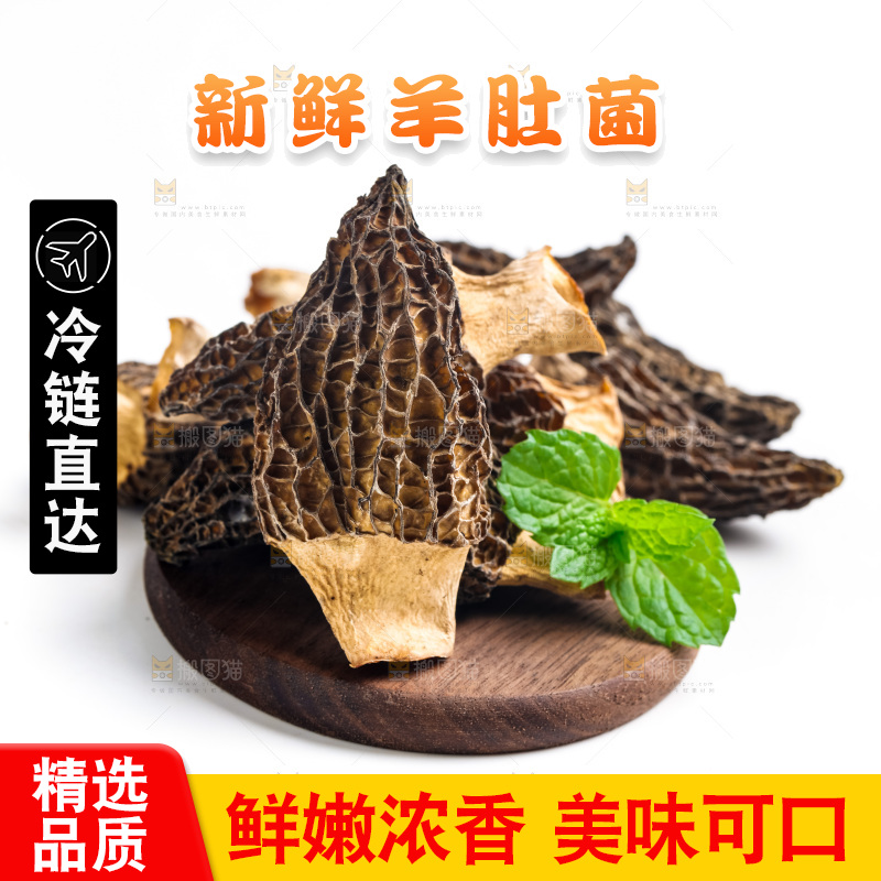 浅底上的云南羊肚菌