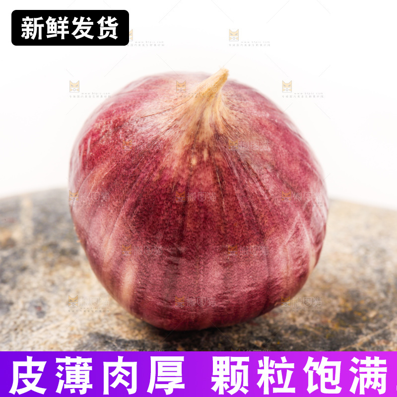 浅底上的独蒜