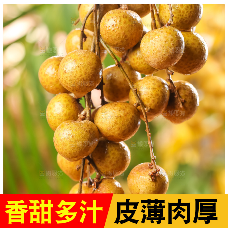手里拿着新鲜龙眼