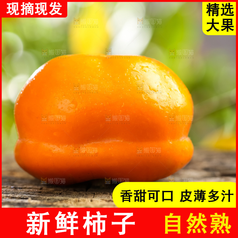 木底上的磨盘大柿子
