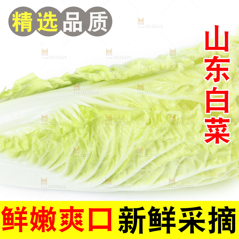 白底上放着大白菜