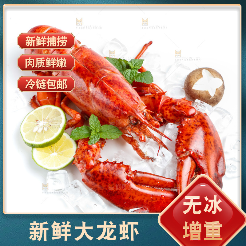 白底上放着澳洲大龙虾