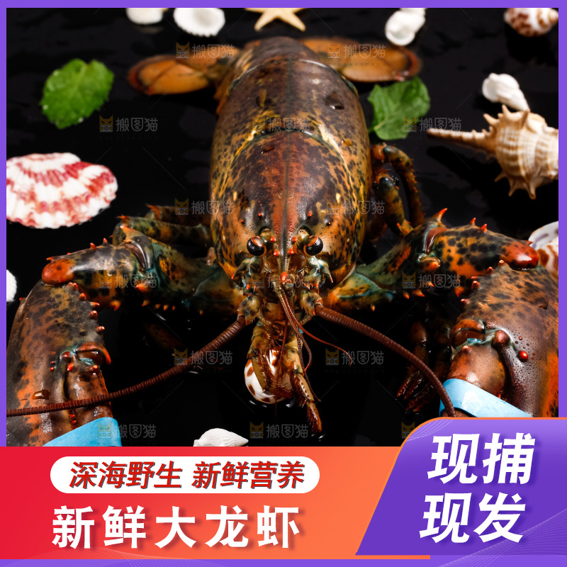 黑底上的波士顿龙虾