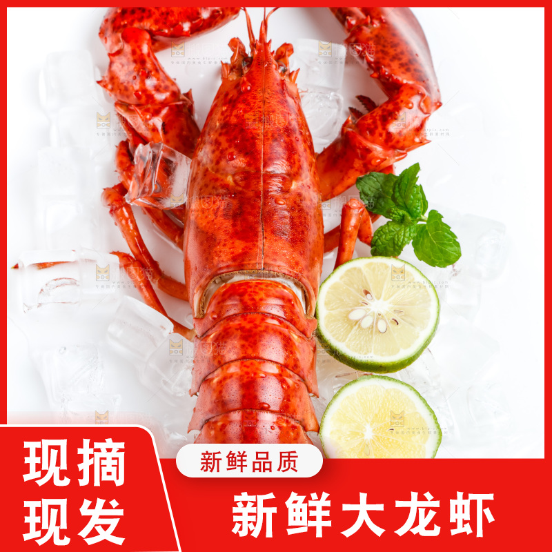白底上放着澳洲大龙虾