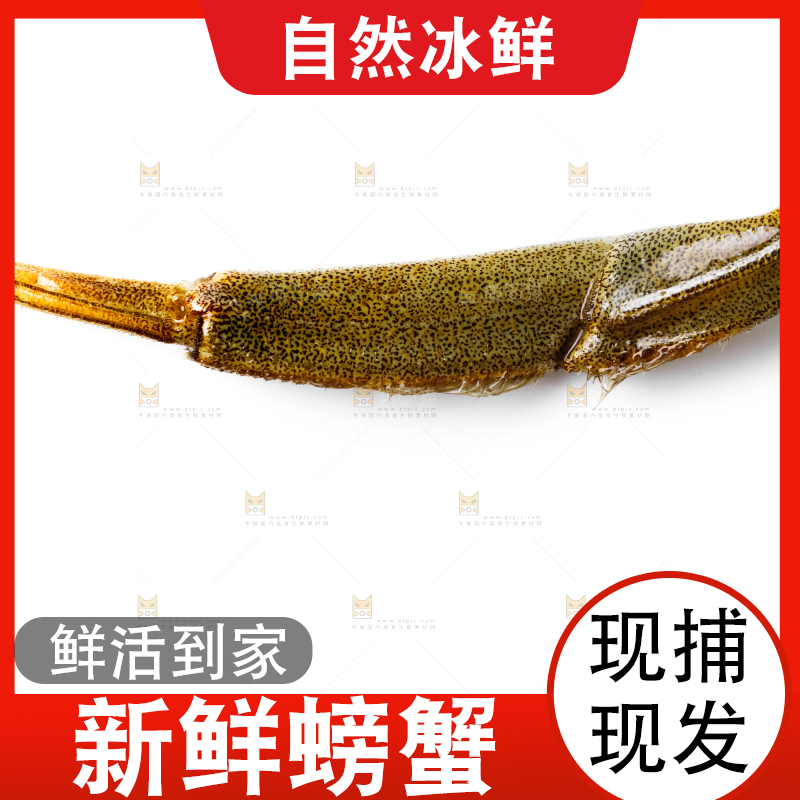 浅底上的鲜活螃蟹