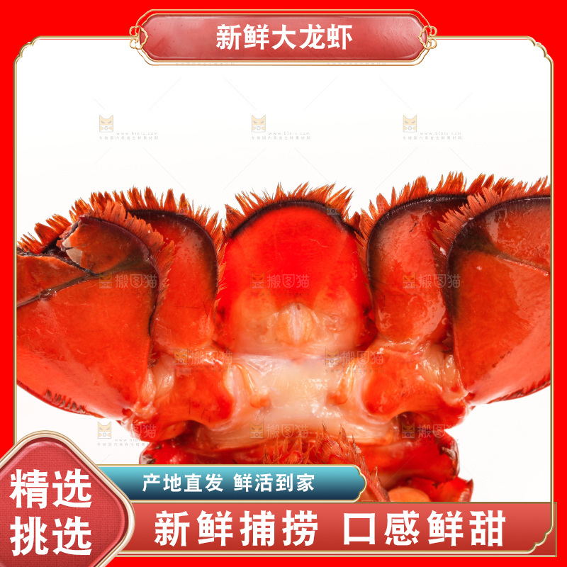 白底上放着澳洲龙虾