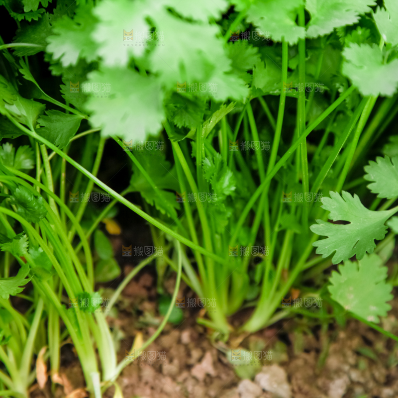地里种着蔬菜