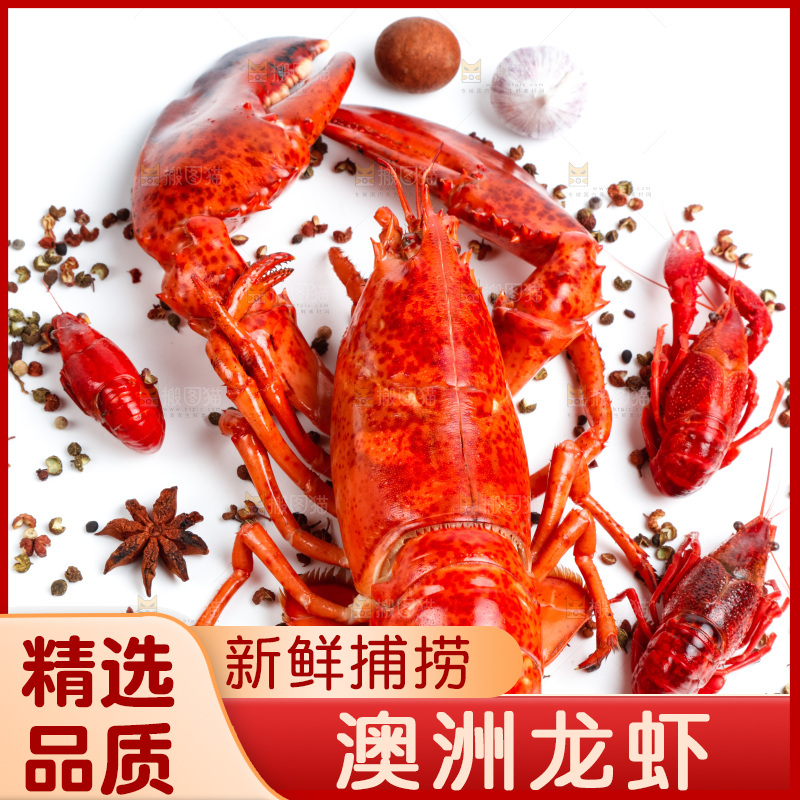 白底上放着澳洲大龙虾