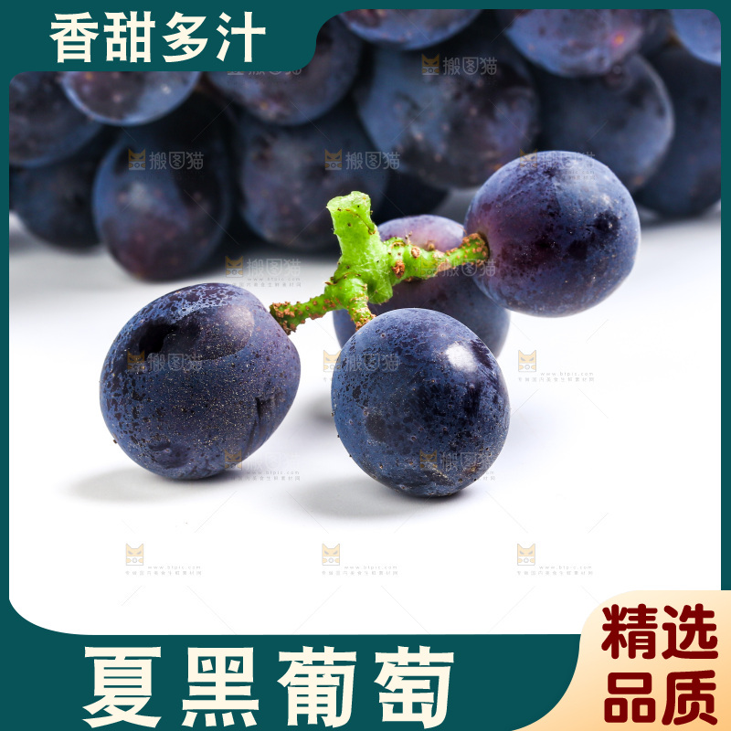 新鲜夏黑葡萄放在白底上