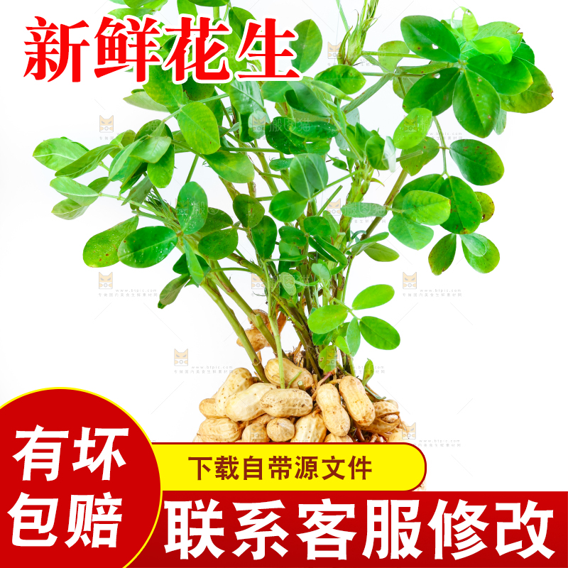 白底上手里拿着新鲜带壳花生