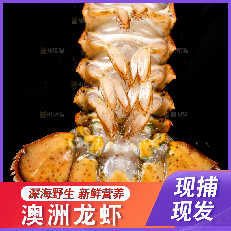 黑底上放着波士顿龙虾