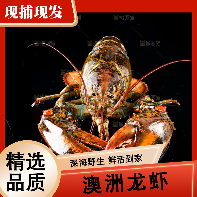 黑底上放着波士顿龙虾