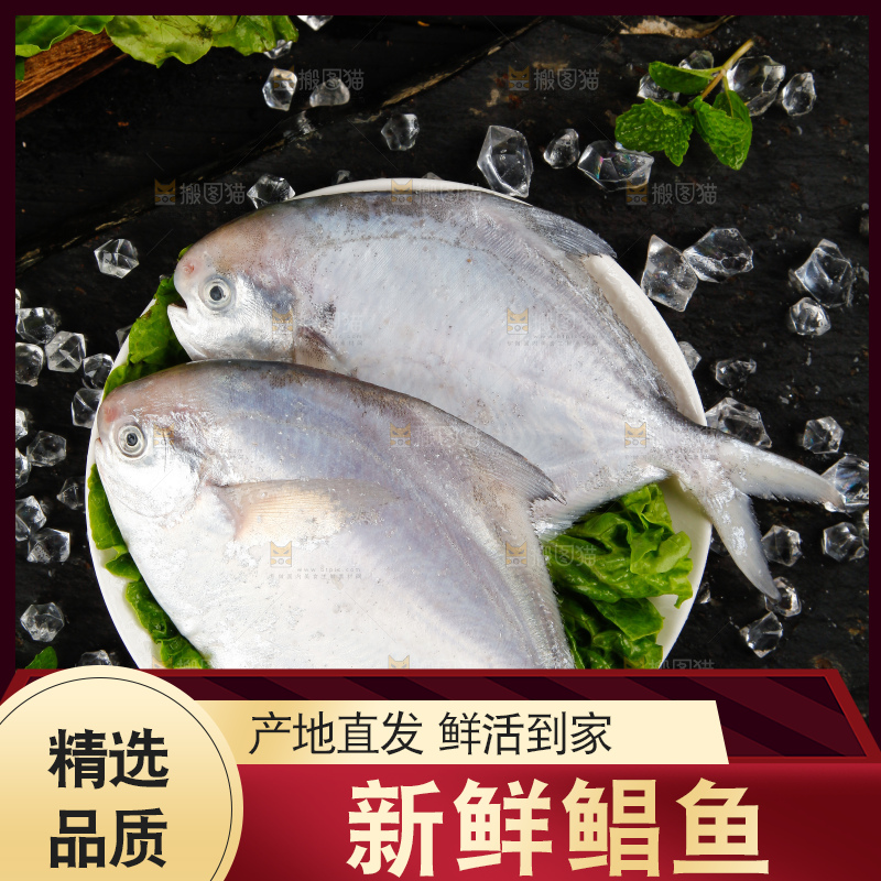 深底上放着银鲳鱼